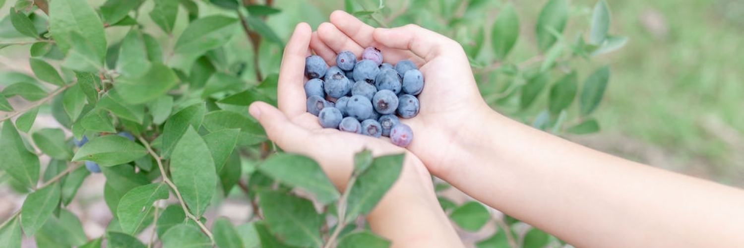 Come out and visit our U-Pick Organic Blueberry Farm. We open for the season  May12th! We're so excited about it that we're giving away money! The first 40 customers will be entered into a drawing for a 200 visa gift card. 7 per lb for U-Pick. We deliver too! 9per lb for delivery with a 5lb minimum. Hours: Thursday - Sunday/ 9am-12pm & 4pm-7pm