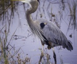 20140313145808_waterfowlblueherons.jpg