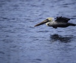 20140313145849_waterfowlpelicans.jpg